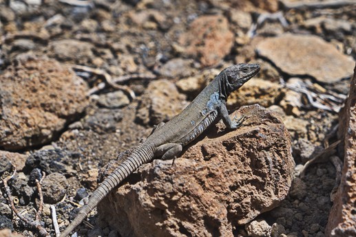 16 luglio Teide